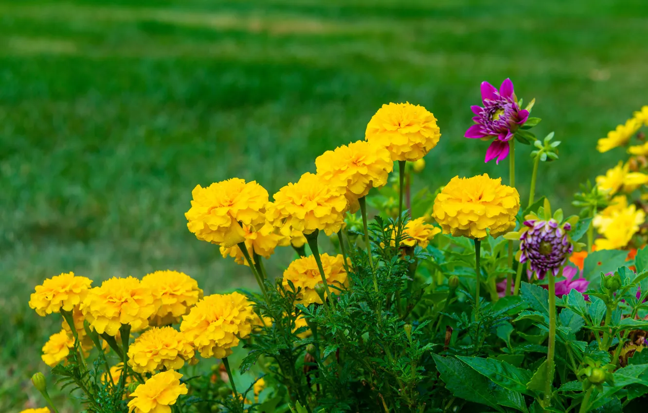 Фото обои цветы, желтые, бархатцы