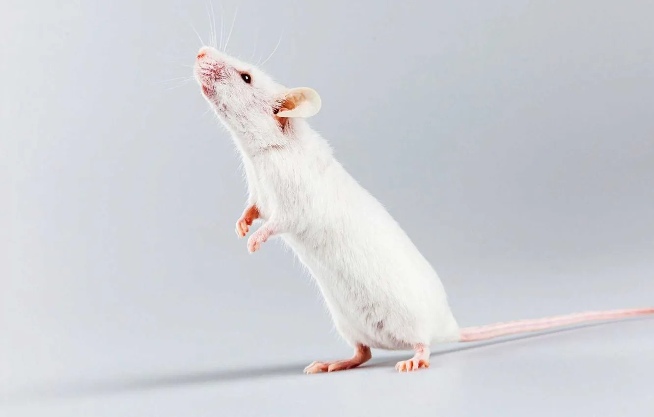 Фото обои animal, cute, rat, decorative