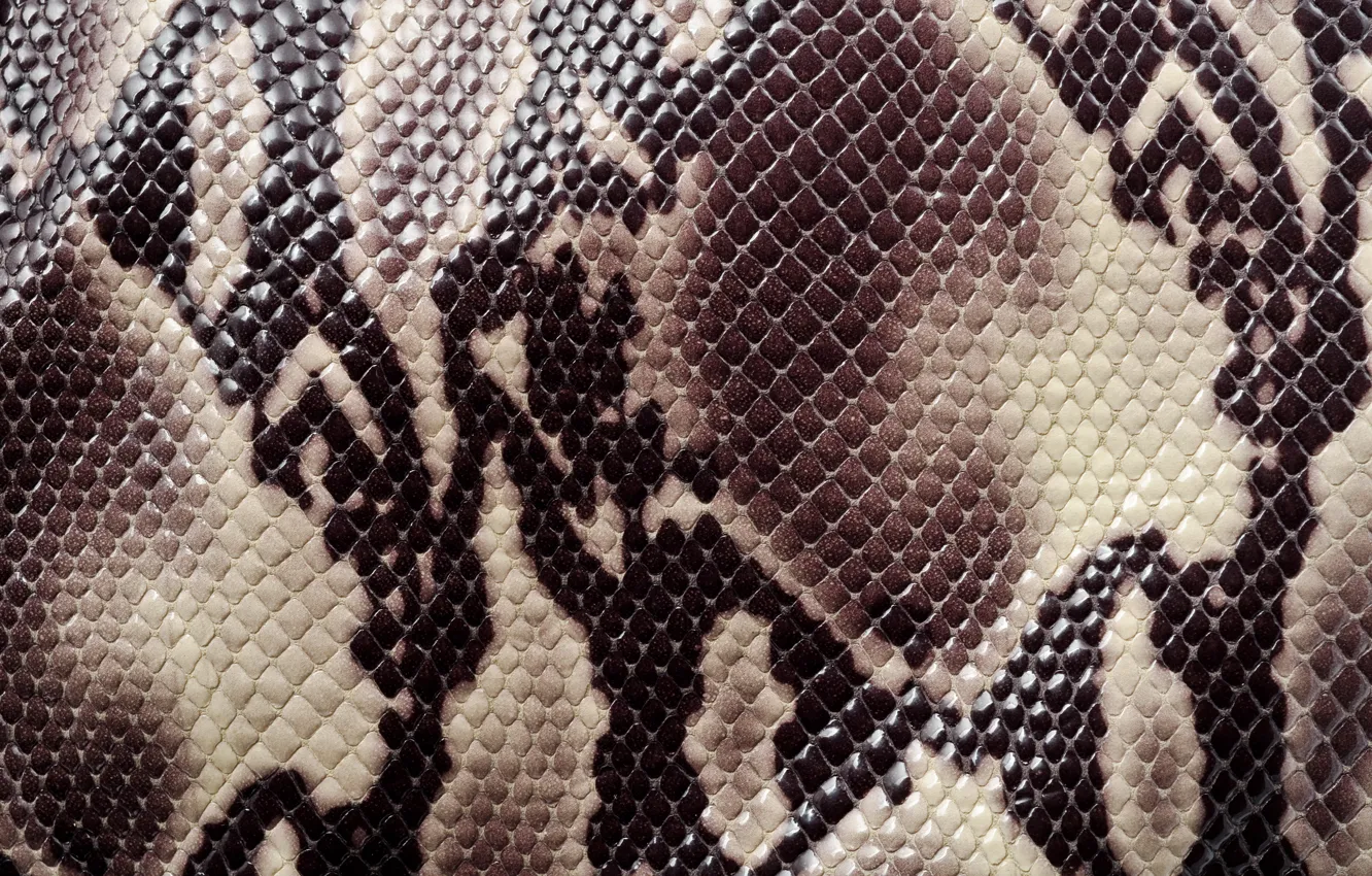 Фото обои текстура, раскраска, animal texture, кожа змеи
