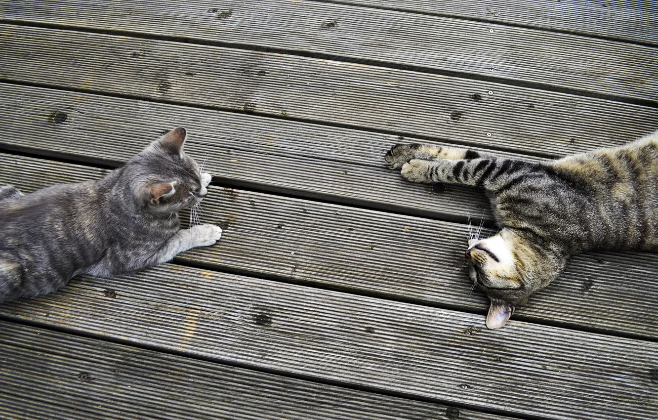 Фото обои кот, полосы, отдых, доски