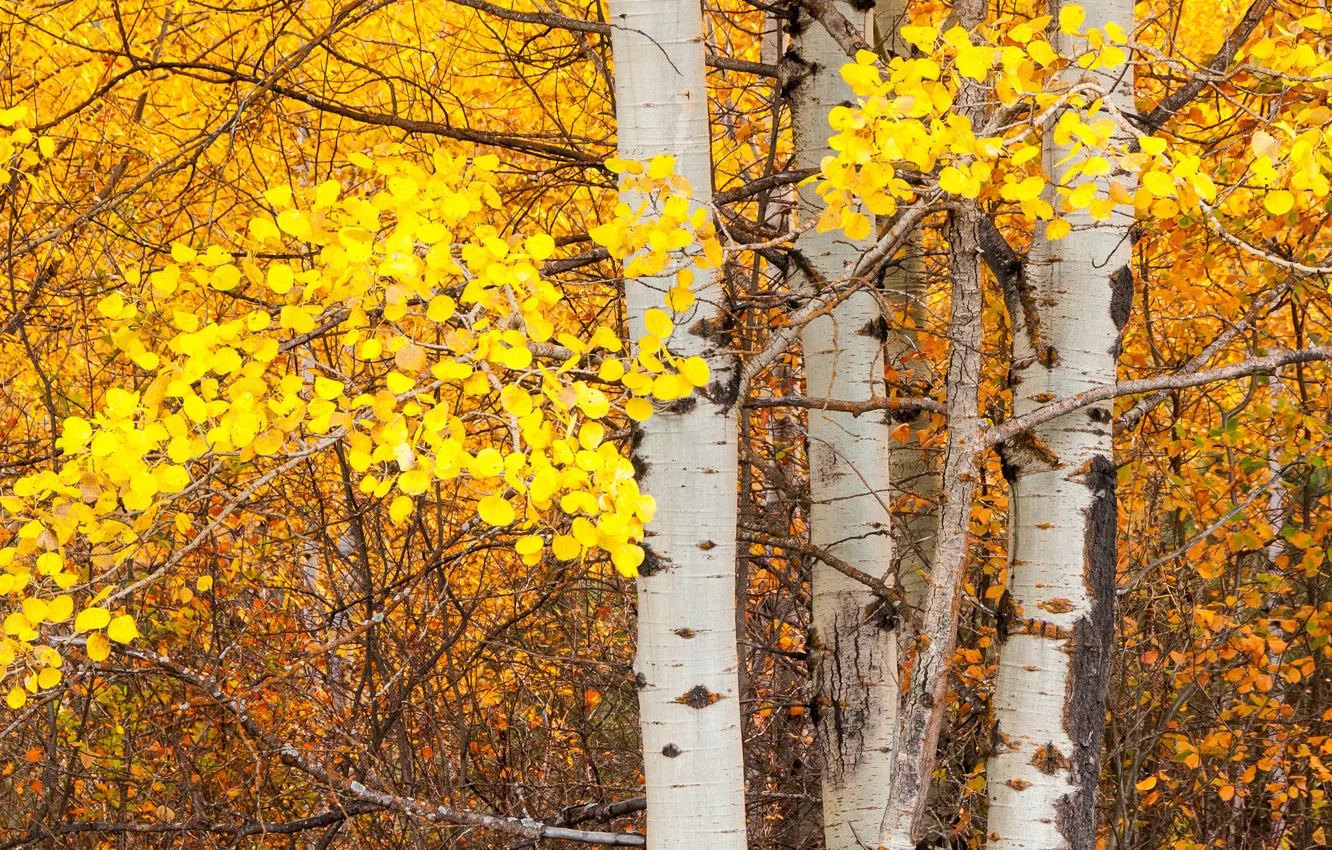 Фото обои осень, листья, дерево, ствол, осина