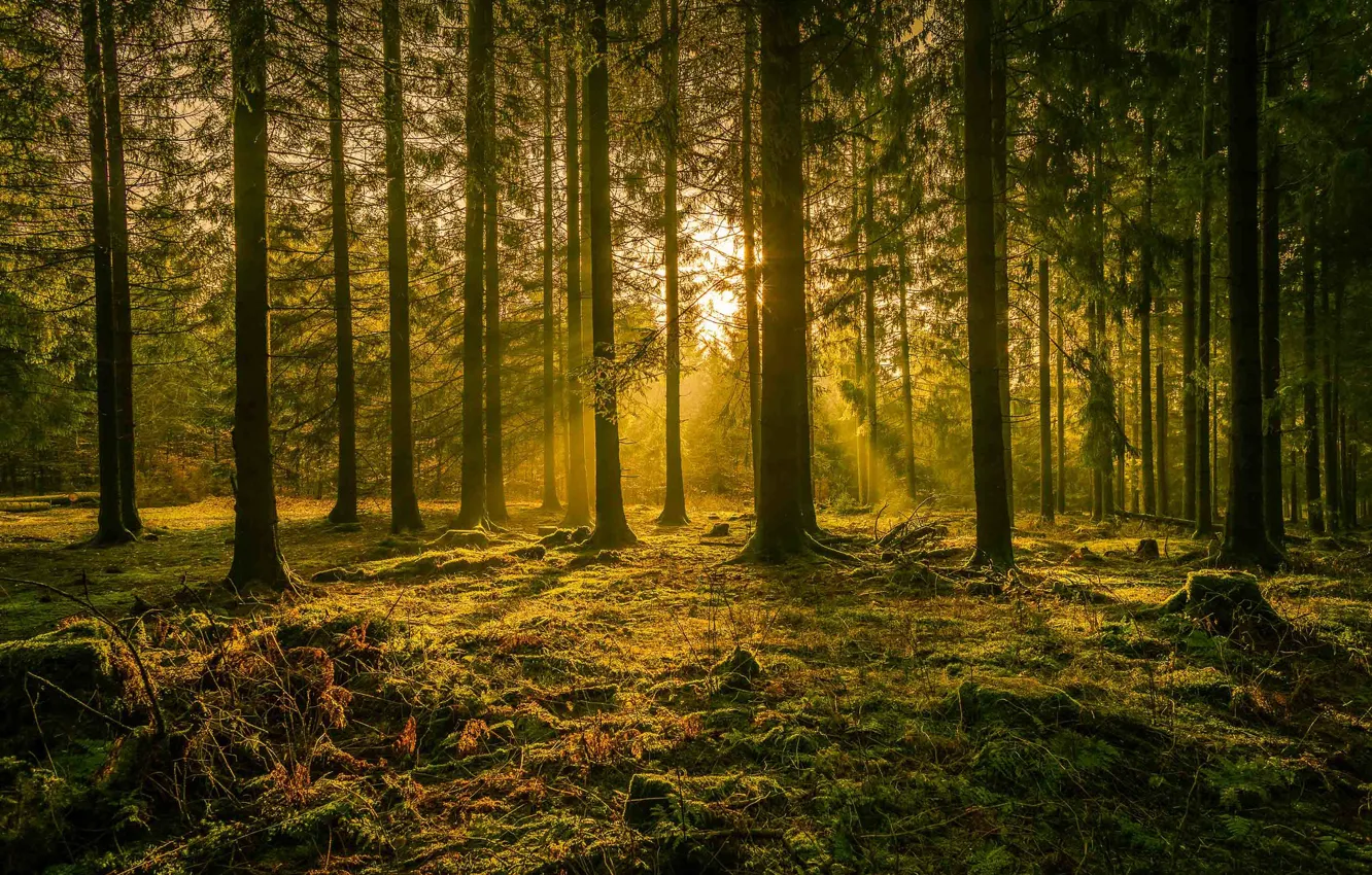 Фото обои лес, лучи, деревья, Германия