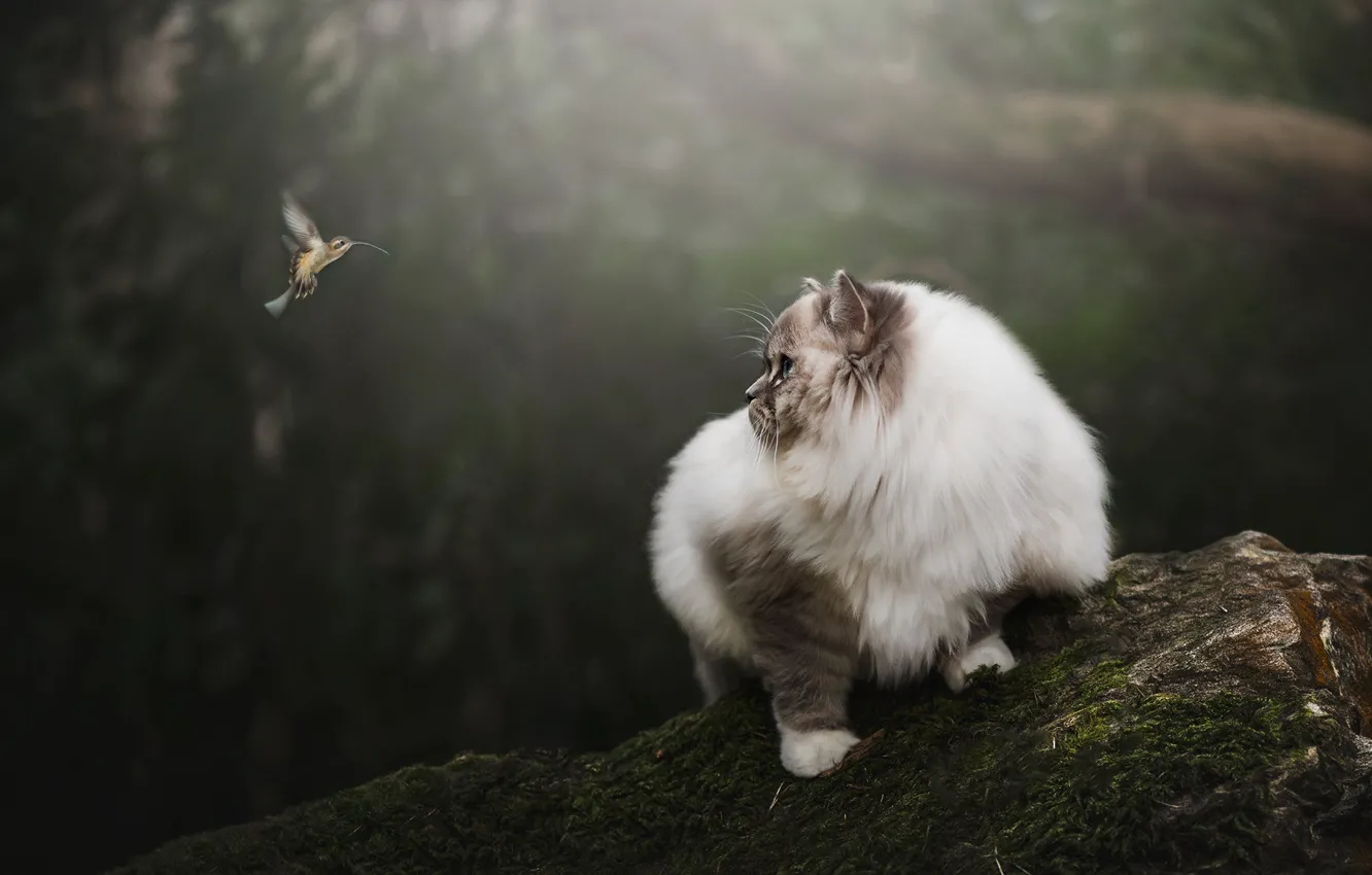 Фото обои кошка, кот, взгляд, природа, фон, птица, камень, мох