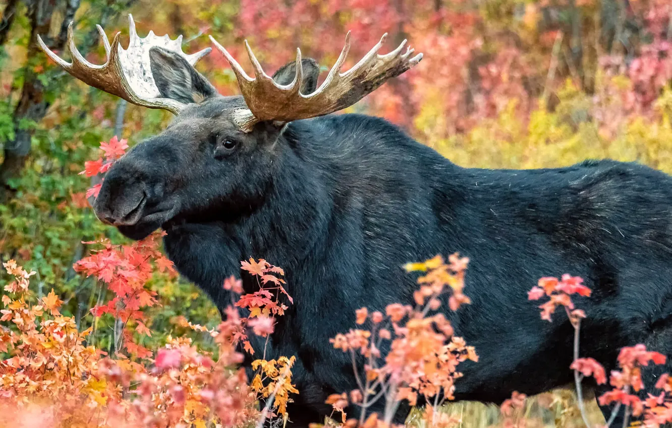 Фото обои canada, animal, wildlife, moose