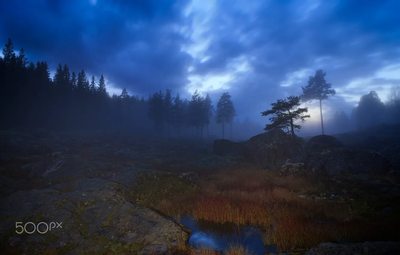 Фото обои деревья, природа, туман, вечер, дымка
