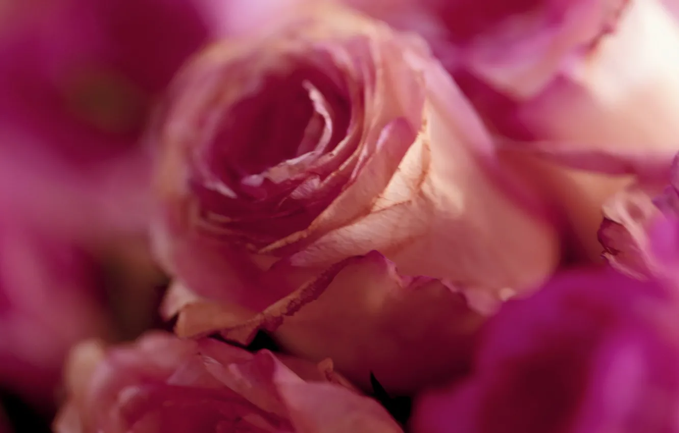 Фото обои макро, розовый, роза, бутон