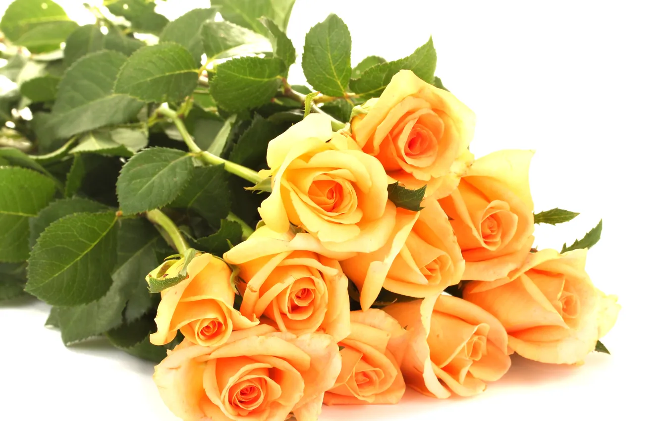 Фото обои листья, цветы, розы, букет, лепестки, белый фон, оранжевые