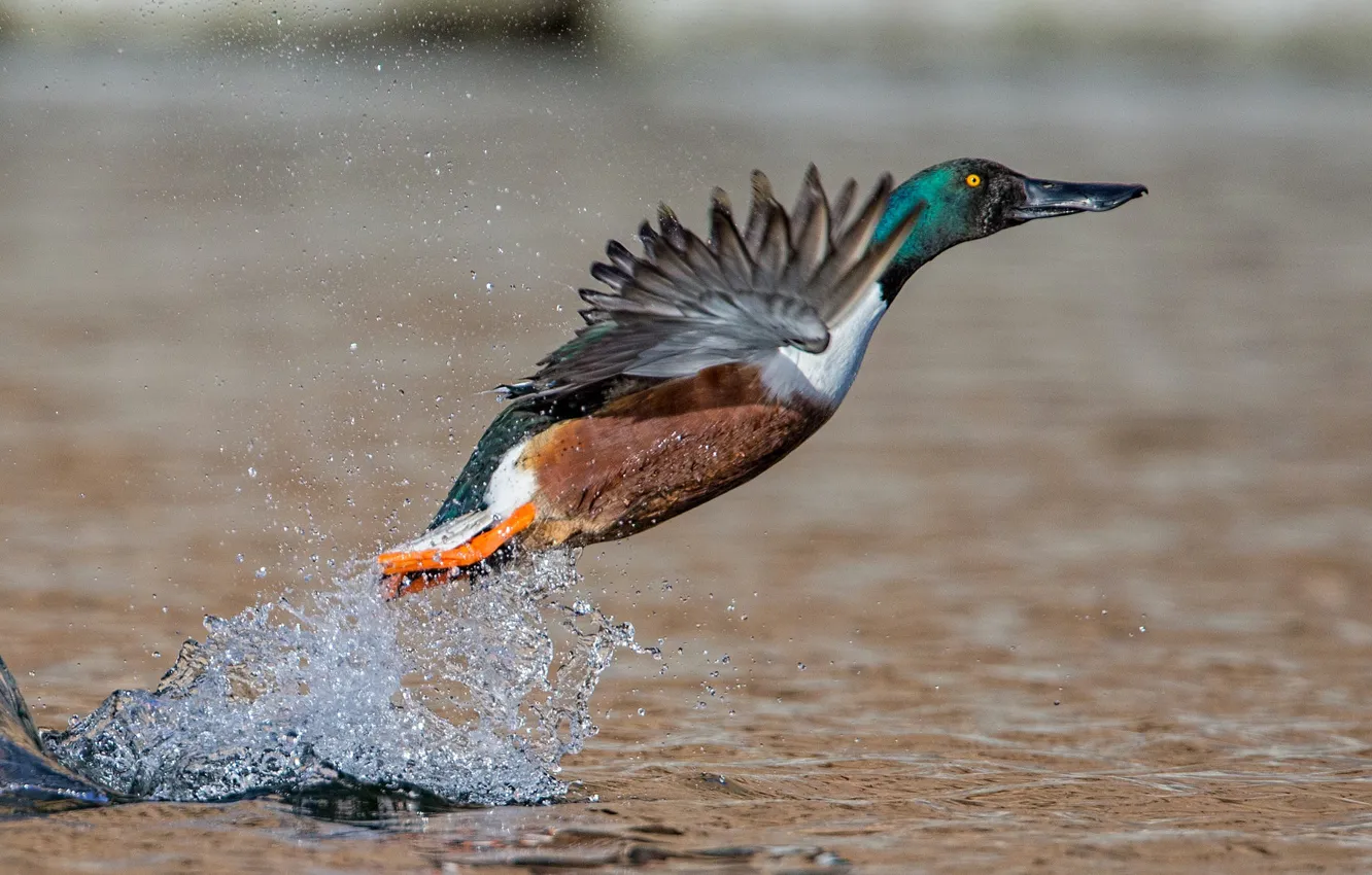 Фото обои вода, брызги, птица, крылья, широконоска утка