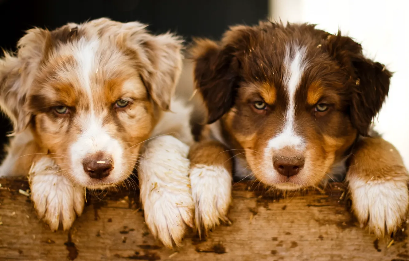 Фото обои собаки, фон, щенки