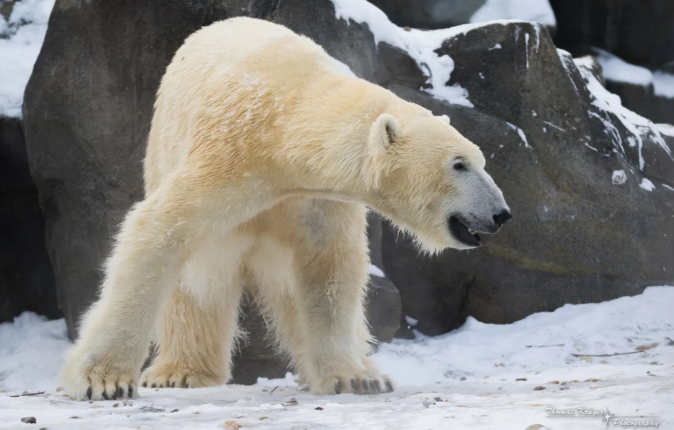 Фото обои зима, снег, поза, скалы, хищник, мощь, профиль, белый медведь