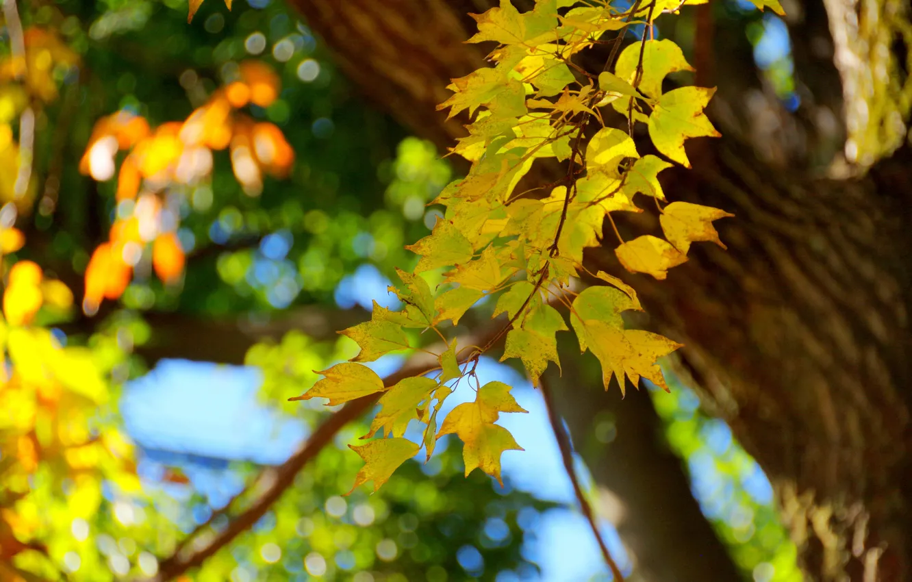 Фото обои осень, листья, макро, дерево, ветка, ствол
