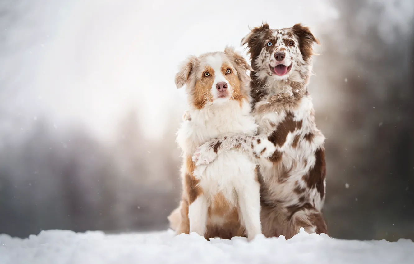 Фото обои собаки, снег, парочка, две собаки