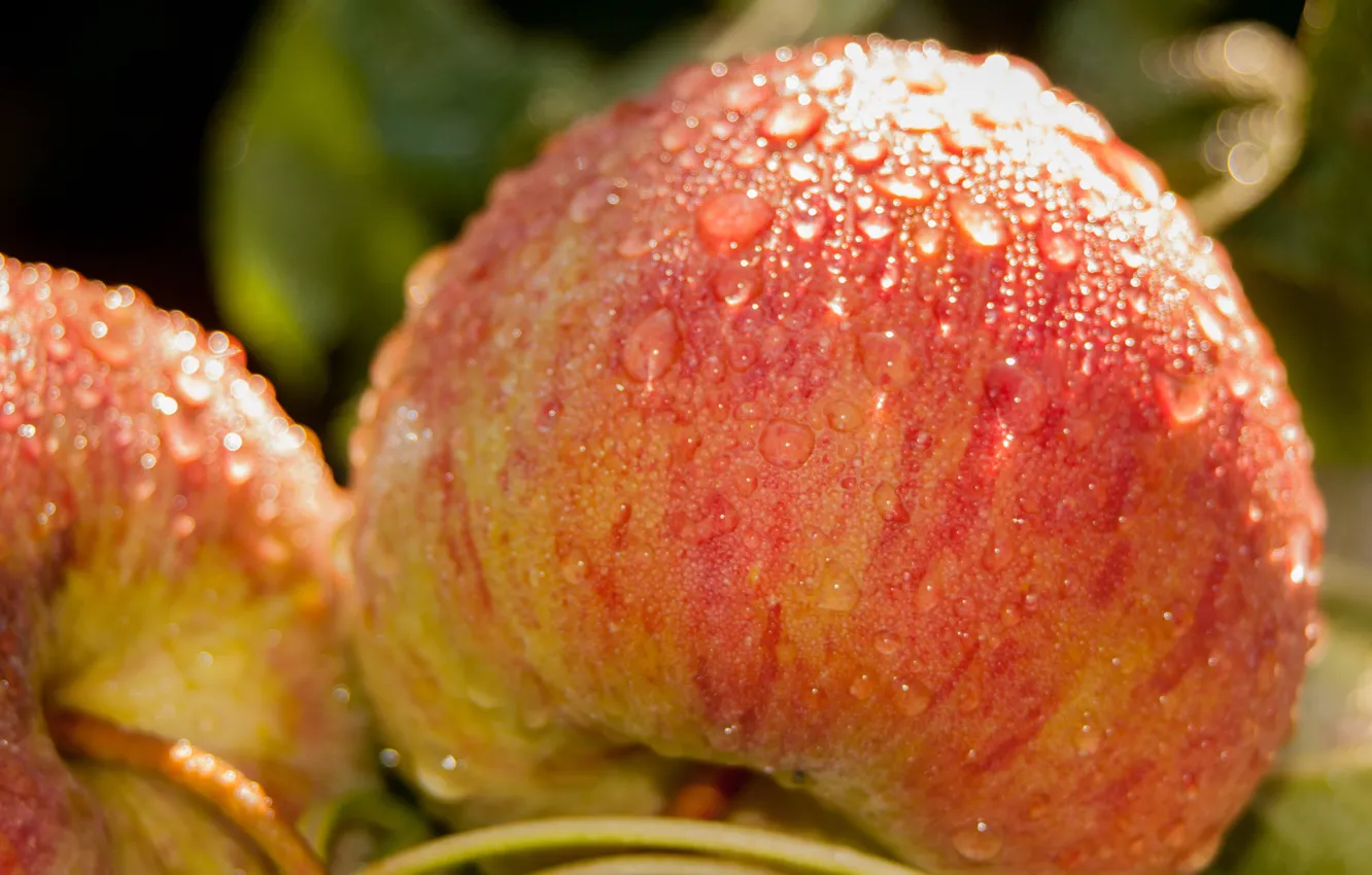 Фото обои яблоки, еда, фрукты