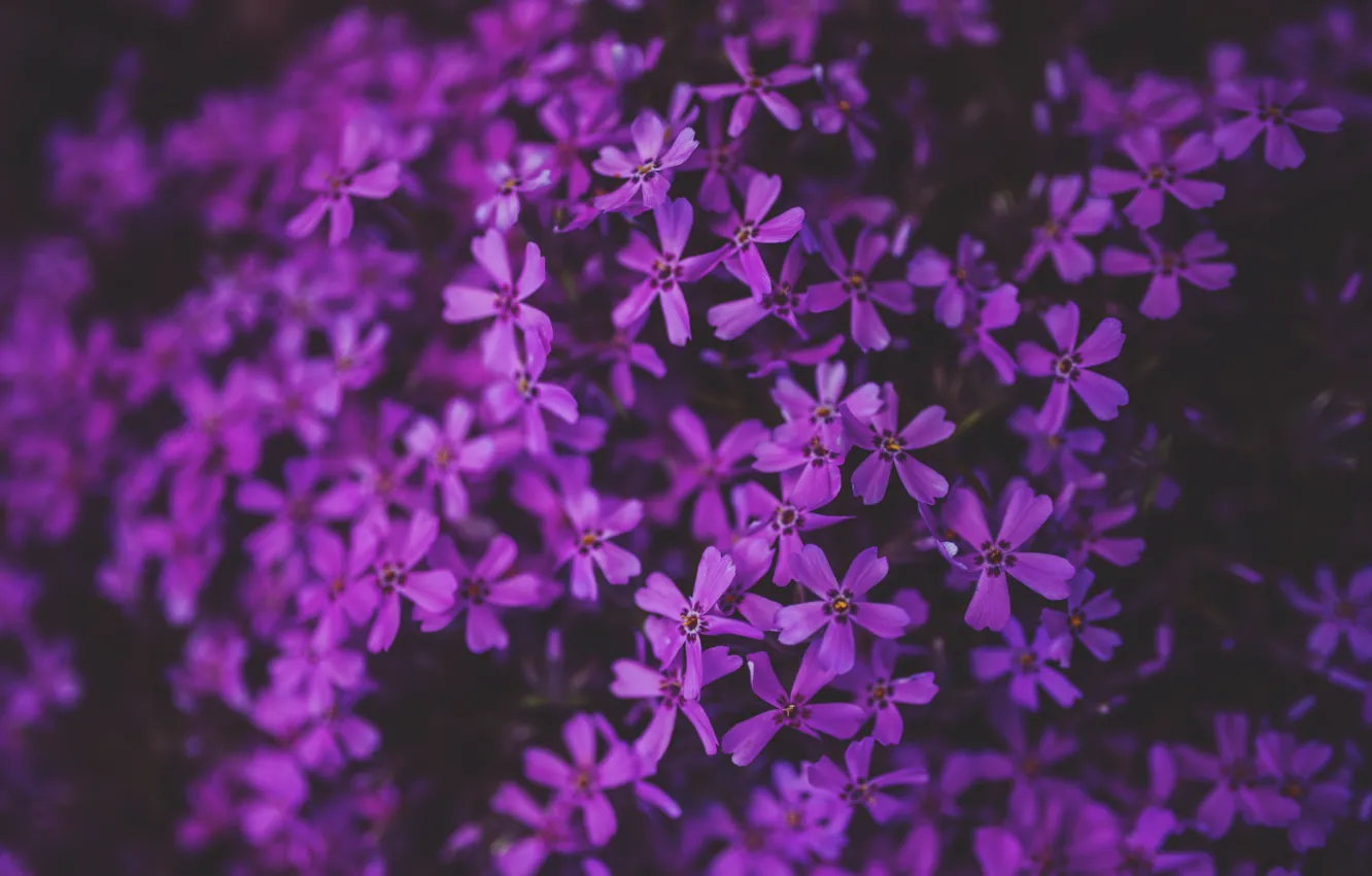 Фото обои Цветы, Природа, Растение, Растения, Nature, Flowers, Hayfield, Flora
