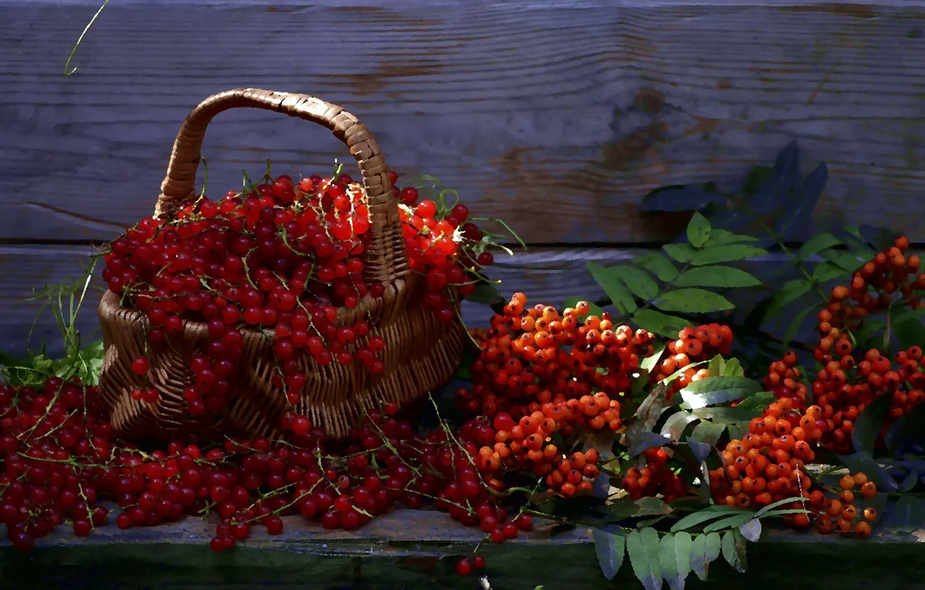 Фото обои лето, ягоды, натюрморт, корзинка, рябина, красная смородина