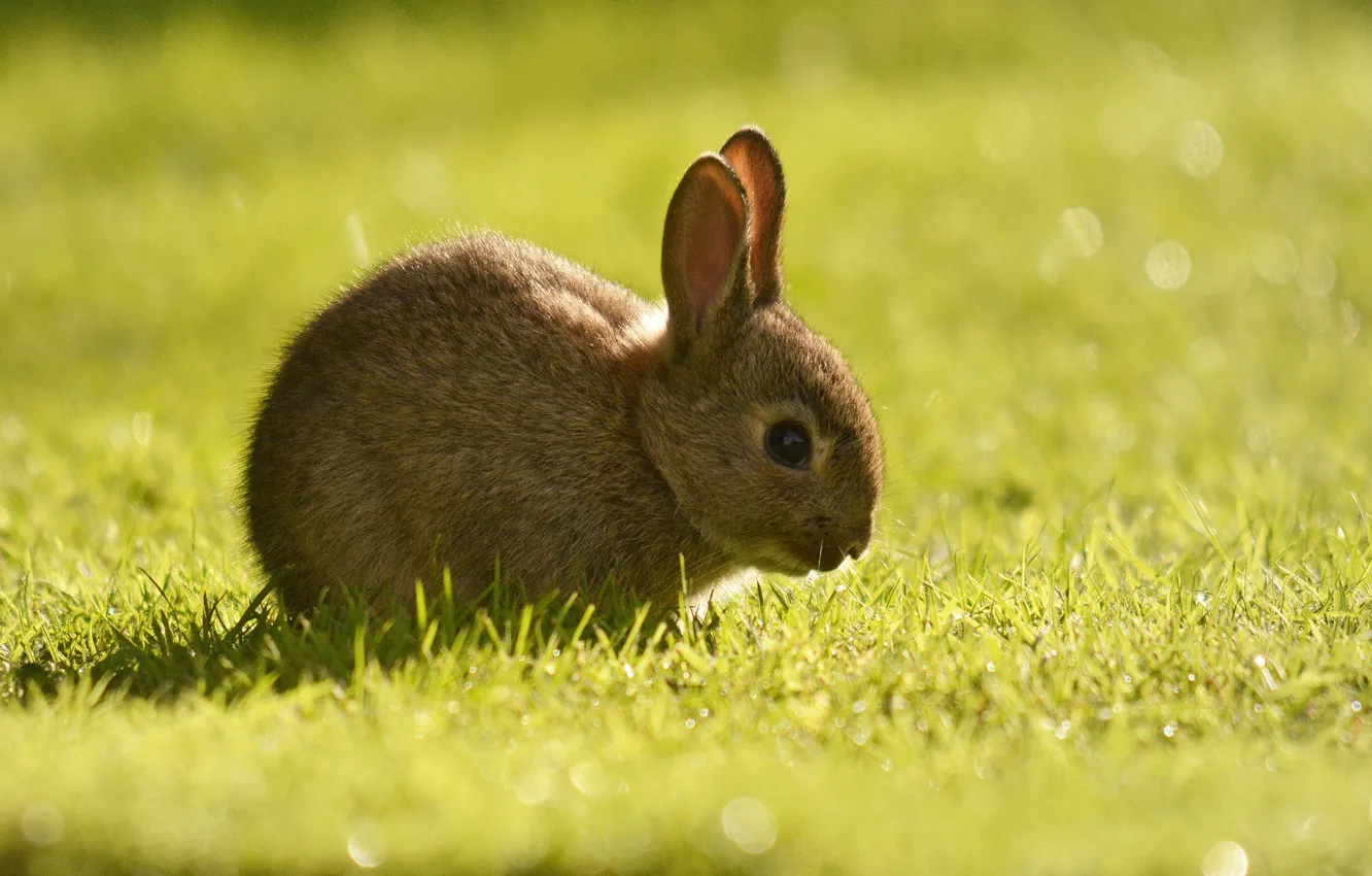Фото обои трава, кролик, детёныш