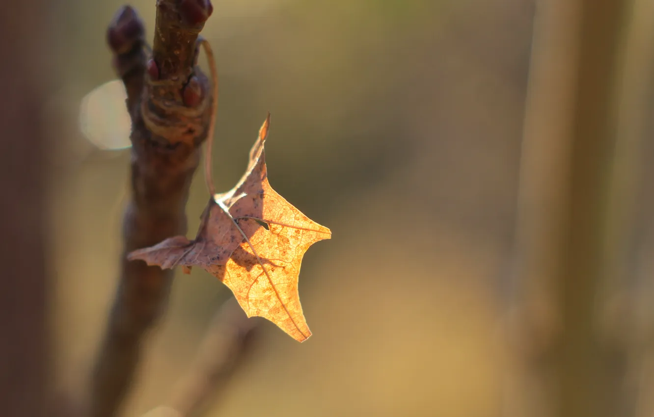 Фото обои yellow, autumn, leaf, twig