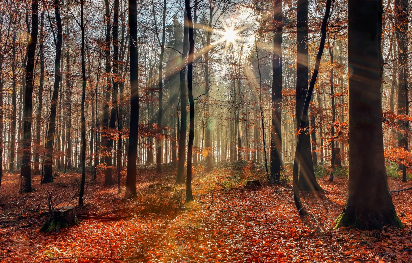 Фото обои осень, лес, солнечный свет
