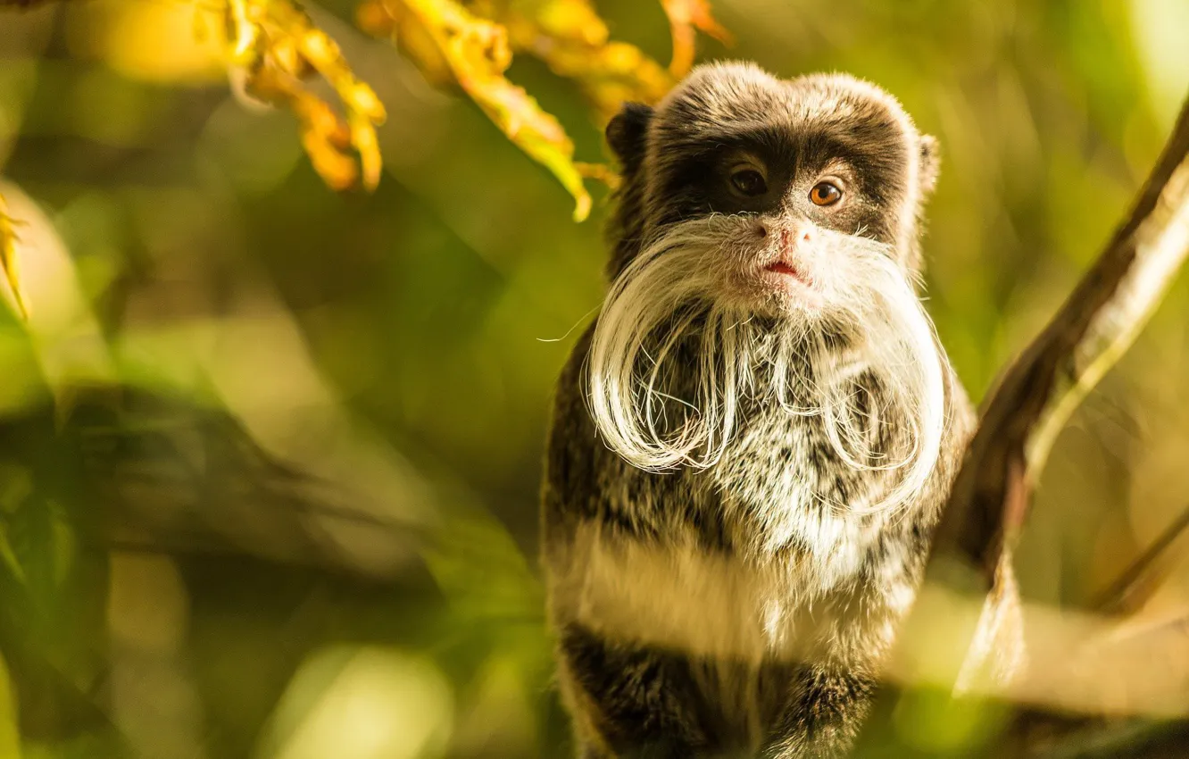 Фото обои усы, обезьяна, monkey