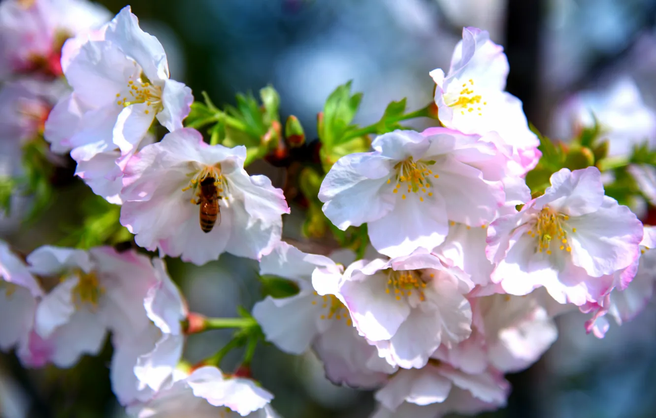 Фото обои природа, пчела, ветка, весна, сакура, цветение