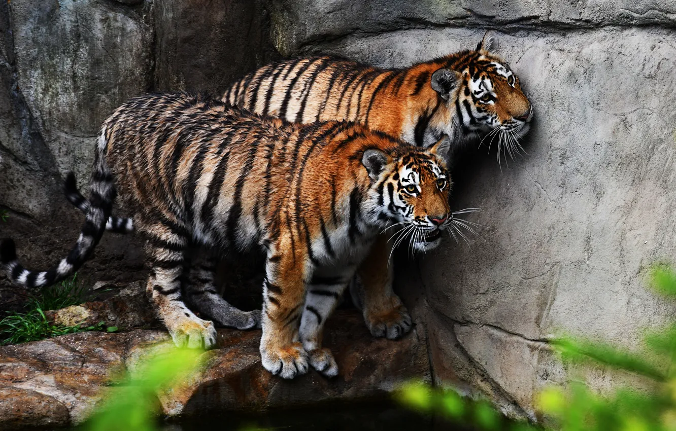 Фото обои взгляд, тигр, камни, стена, пара, тигры, мокрые, два