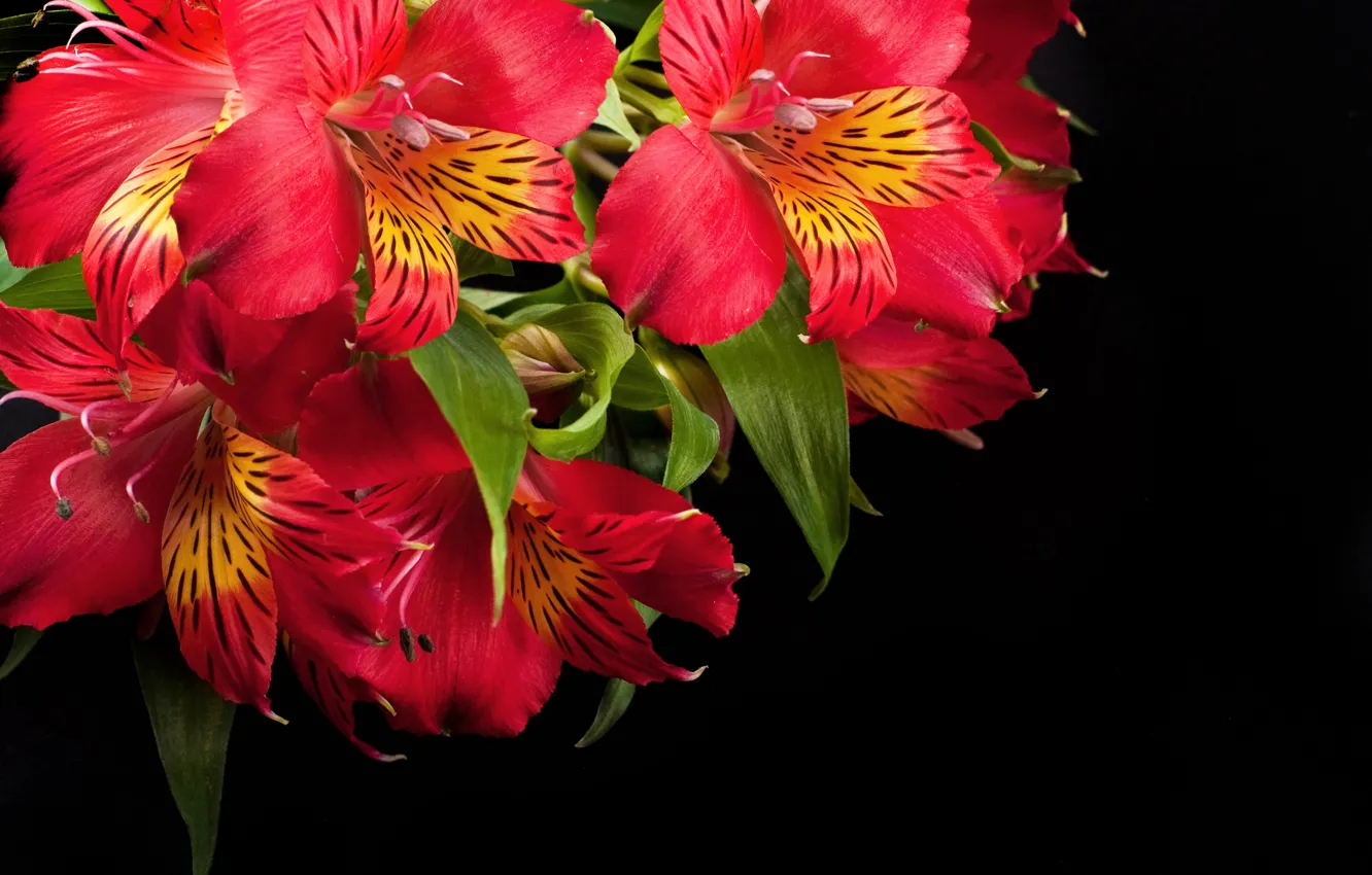 Фото обои цветы, красная, Альстрёмерия, Alstroemeria