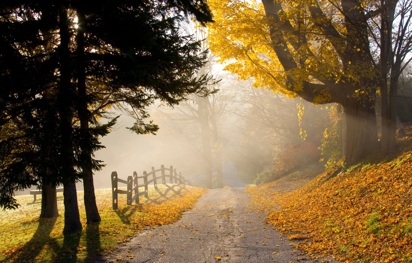 Фото обои дорога, осень, деревья, туман, парк, листва, trees, autumn