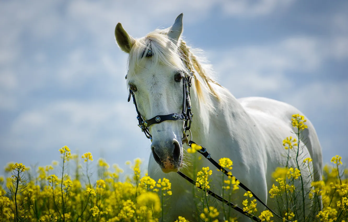 Фото обои белый, цветы, конь, лошадь, луг, грива, косички