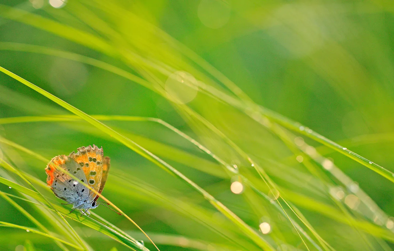 Фото обои трава, капли, макро, блики, бабочка