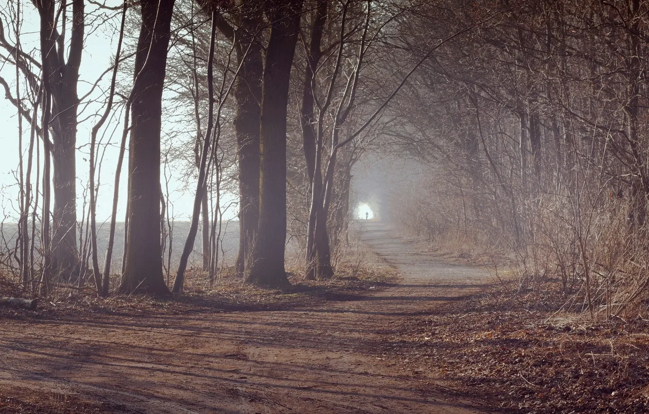 Фото обои дорога, осень, лес, туман