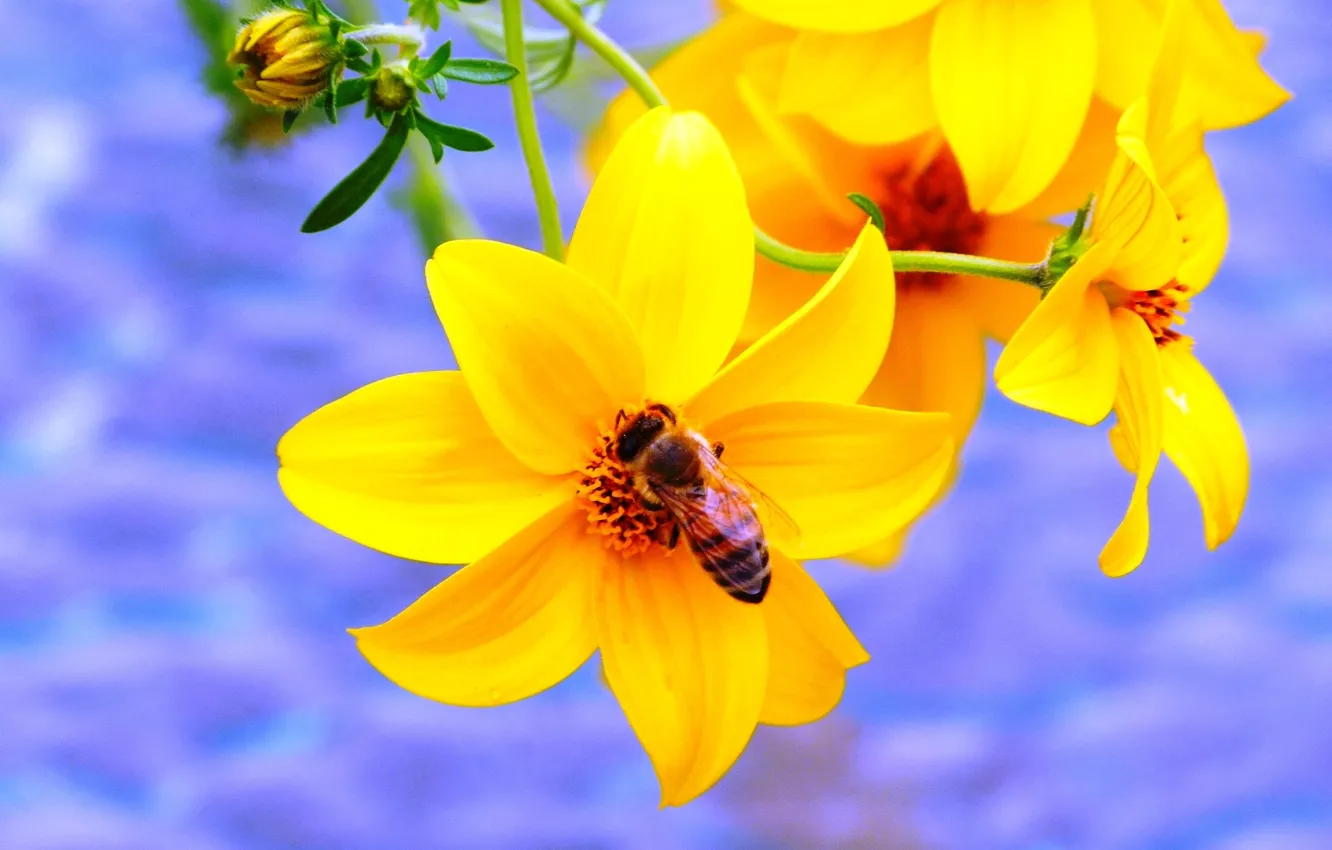 Фото обои honey, Purple, Canada, Flower, Yellow, Spring, Summer, working