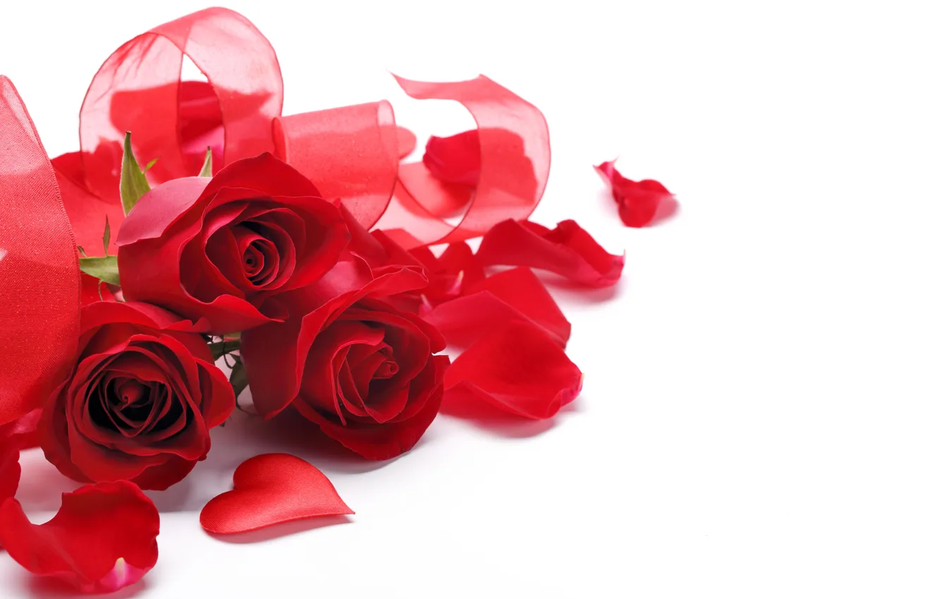 Фото обои розы, лепестки, красные, белый фон, сердечко, ленточки