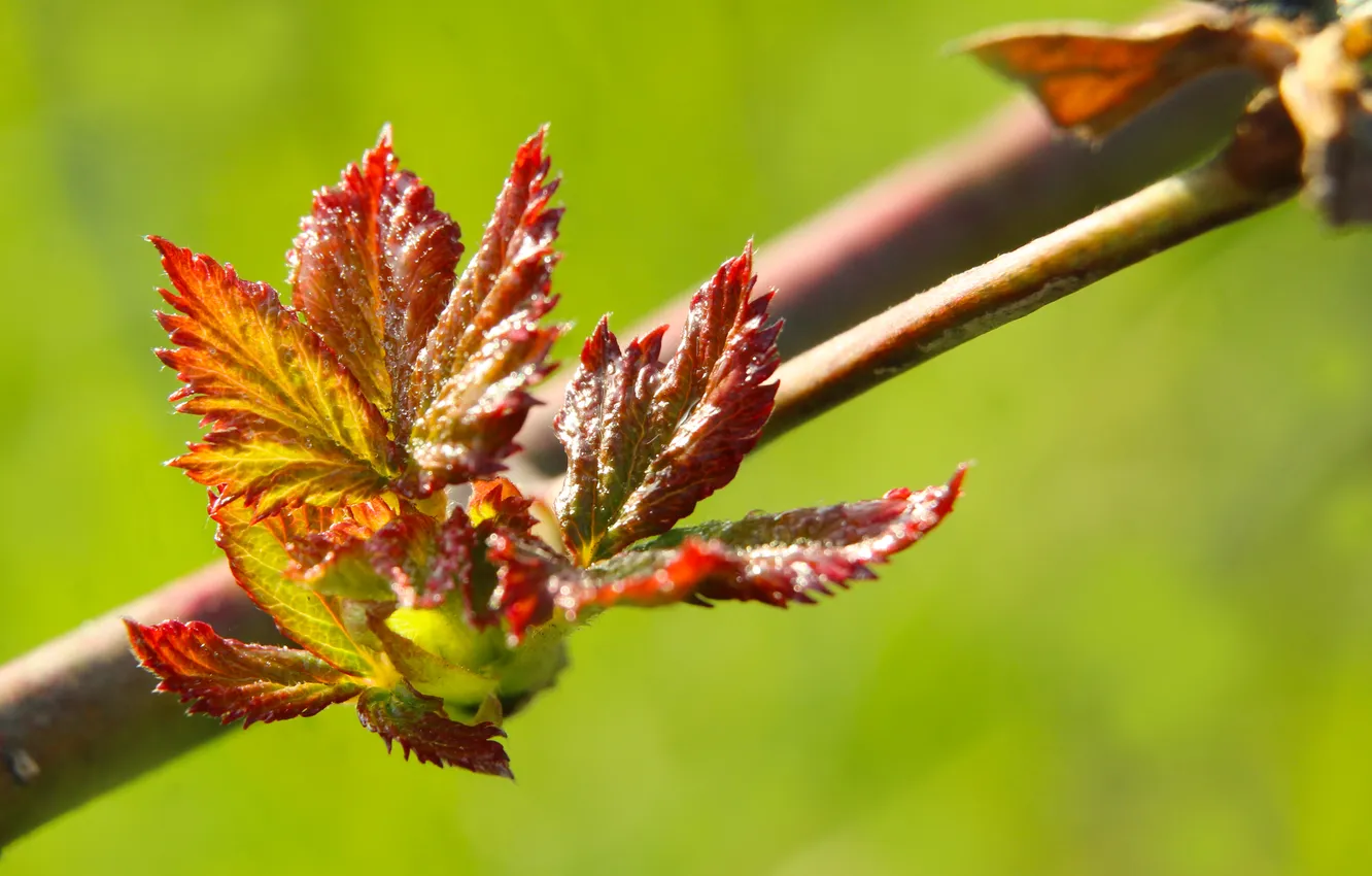 Фото обои leafs, color, spring, twig