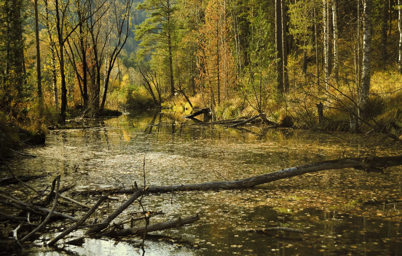 Фото обои Осень, Лес, Болото, Fall, Autumn, Forest, Swamp