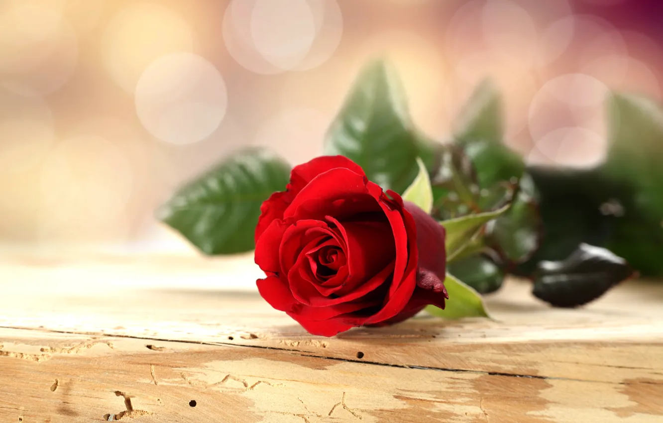 Фото обои цветок, стол, фон, роза, лепестки, красная, боке