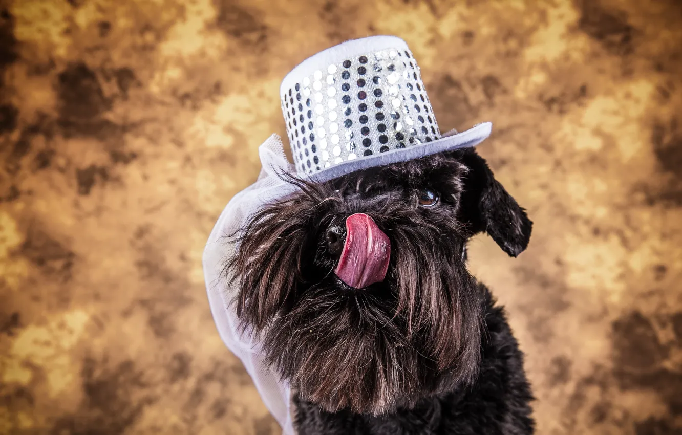 Фото обои взгляд, собака, шляпка