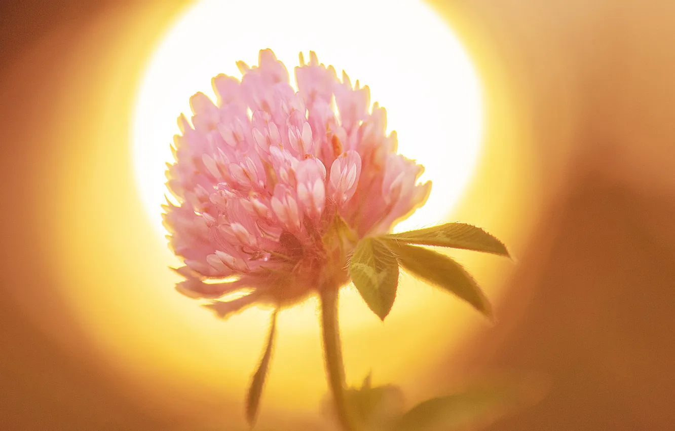 Фото обои цветок, солнце, макро, природа, клевер