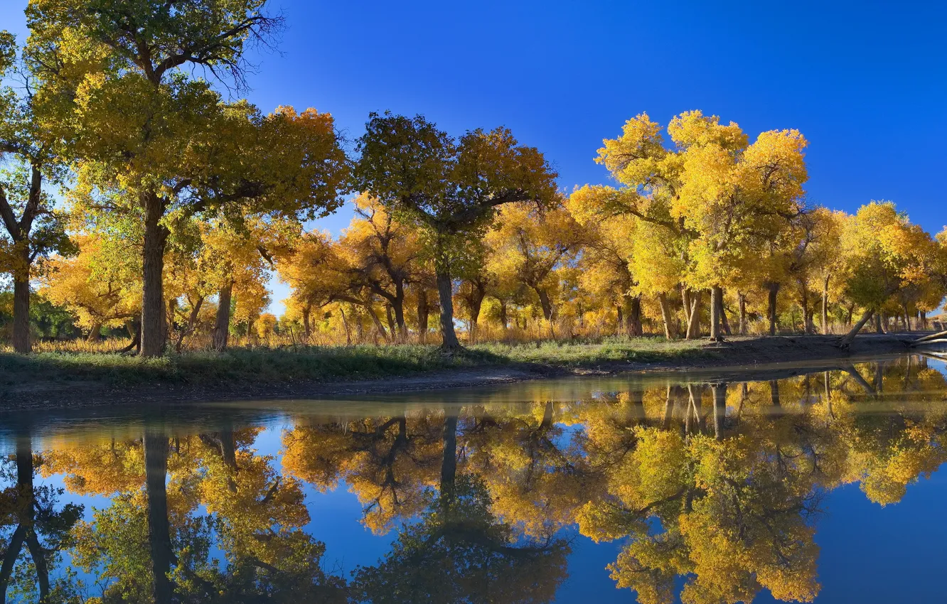 Фото обои осень, лес, небо, вода, деревья