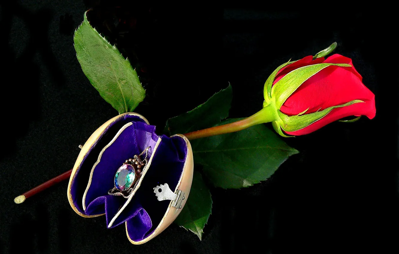 Фото обои цветок, подарок, камень, роза, футляр