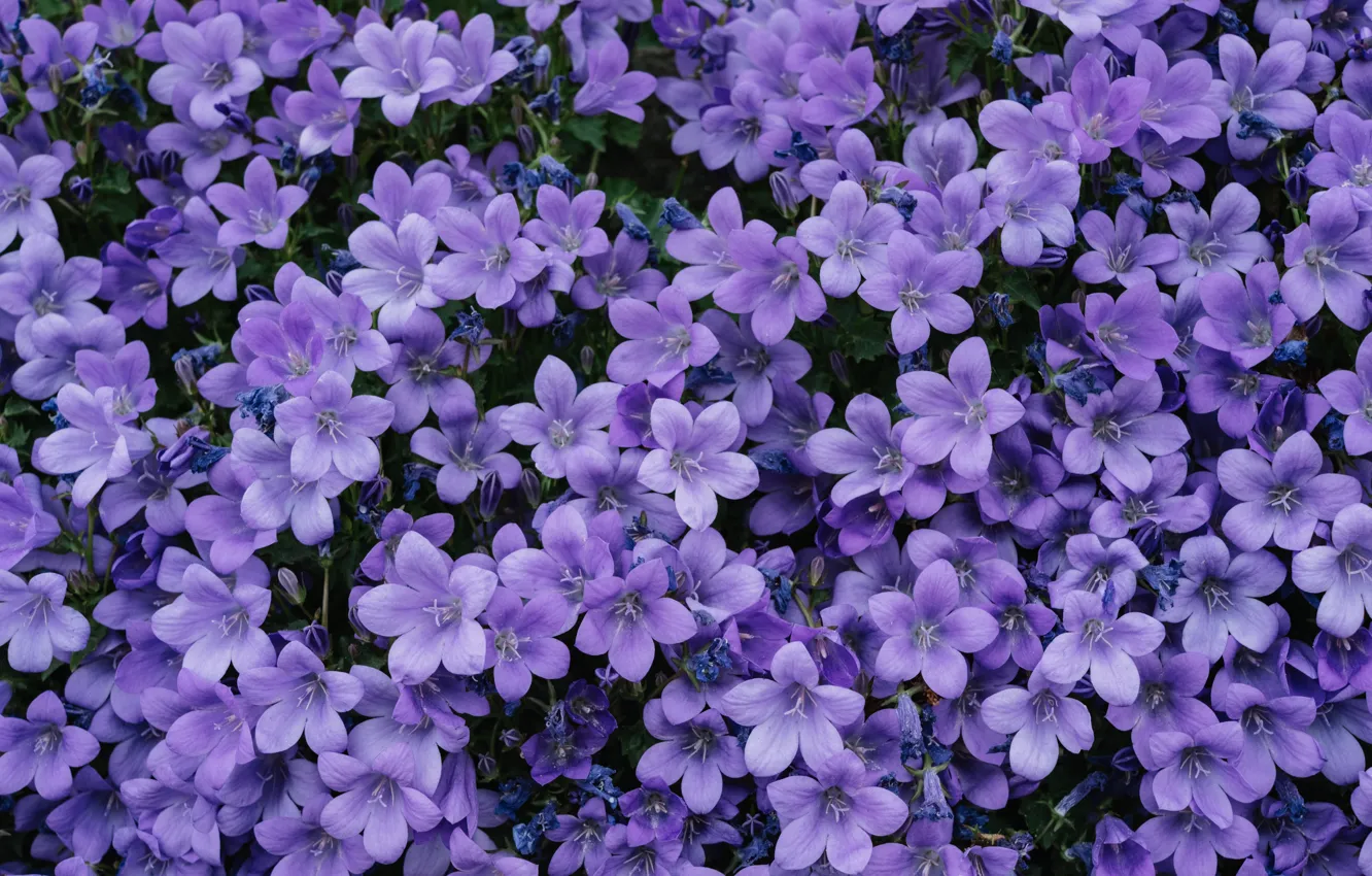 Фото обои красота, колокольчики, beauty, purple flowers, флора, flora, пурпурные цветы, portenschlag bell