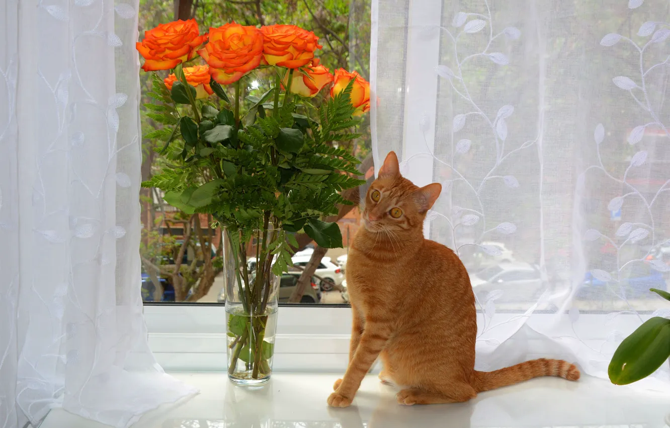 Фото обои кошка, кот, цветы, розы, букет, окно, рыжая