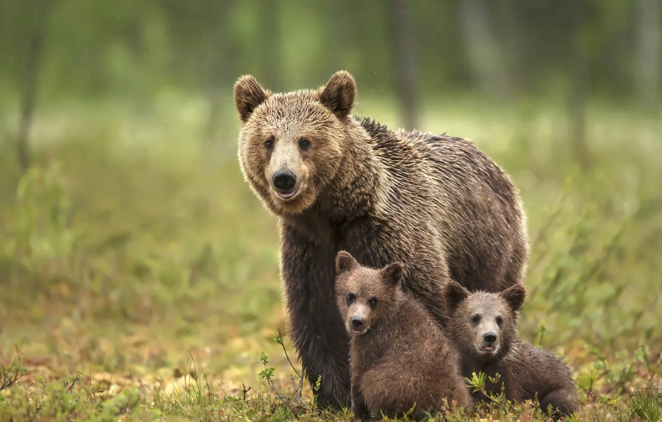 Фото обои природа, медведи, медвежата, трио, медведица, три медведя