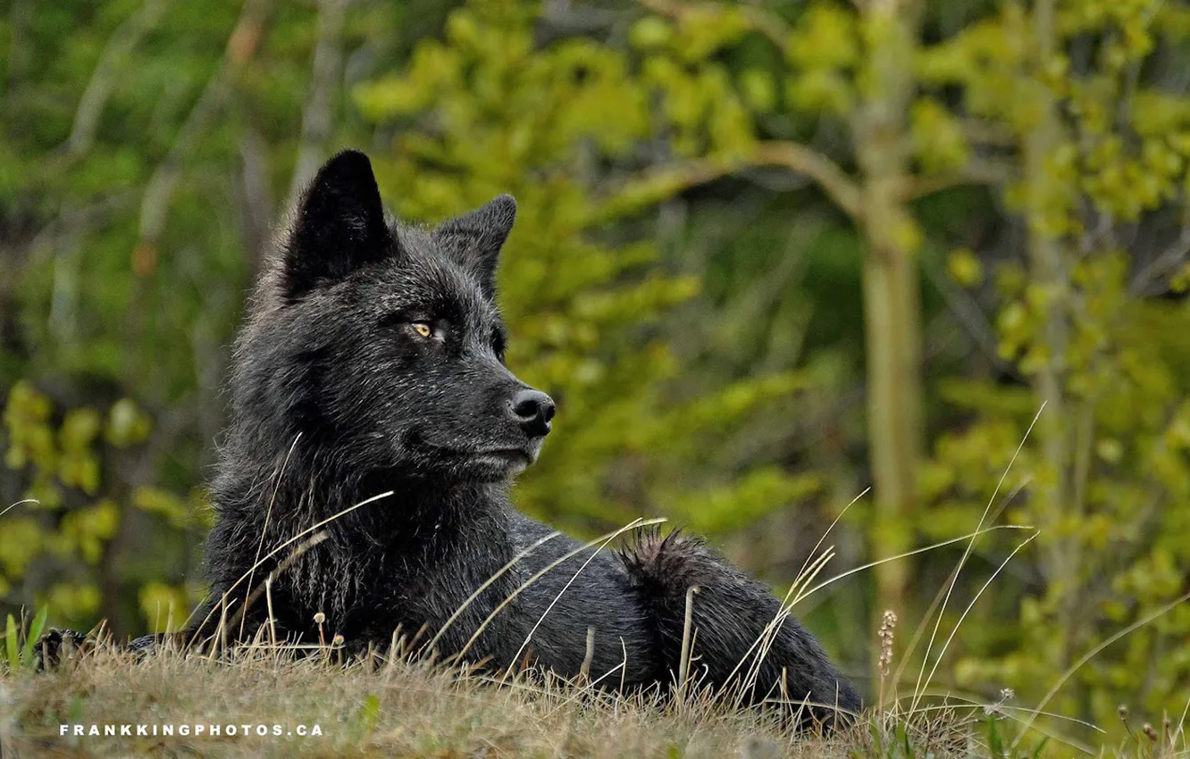 Фото обои nature, snow, predator, face, animal, wolf, wildlife, portrait