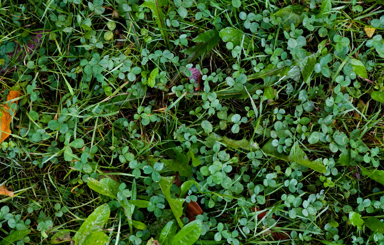 Фото обои green, pattern, ground, clover