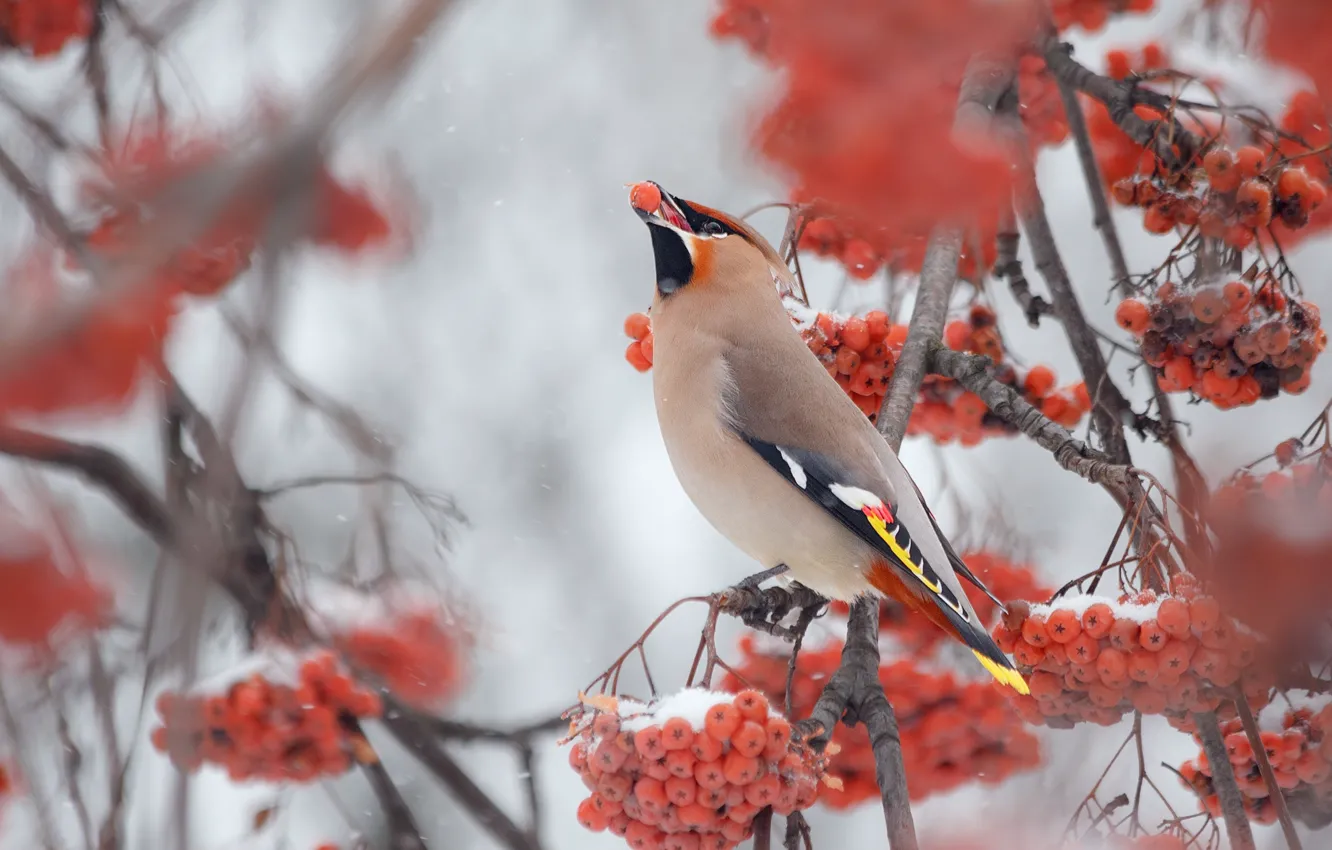Фото обои зима, дерево, Птица, рябина, свирестель