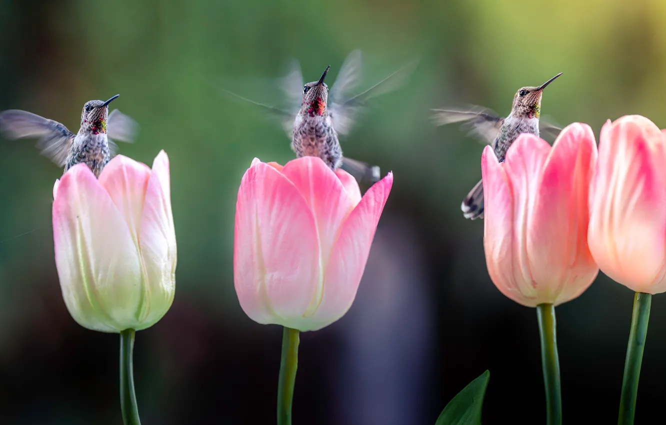 Фото обои цветы, птицы, колибри, тюльпаны, три, птички, розовые, трио