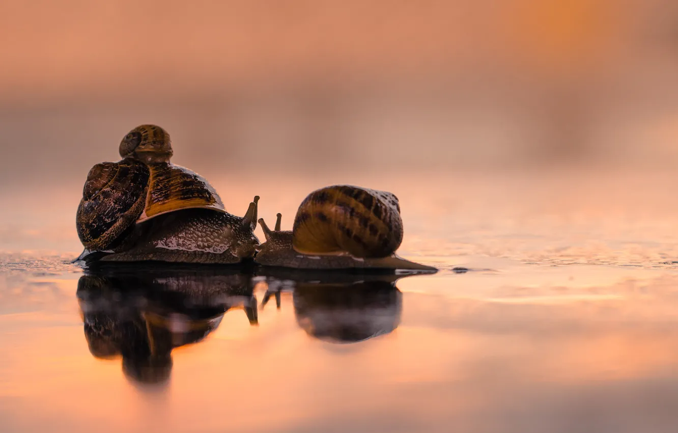 Фото обои love, kiss, family, snails