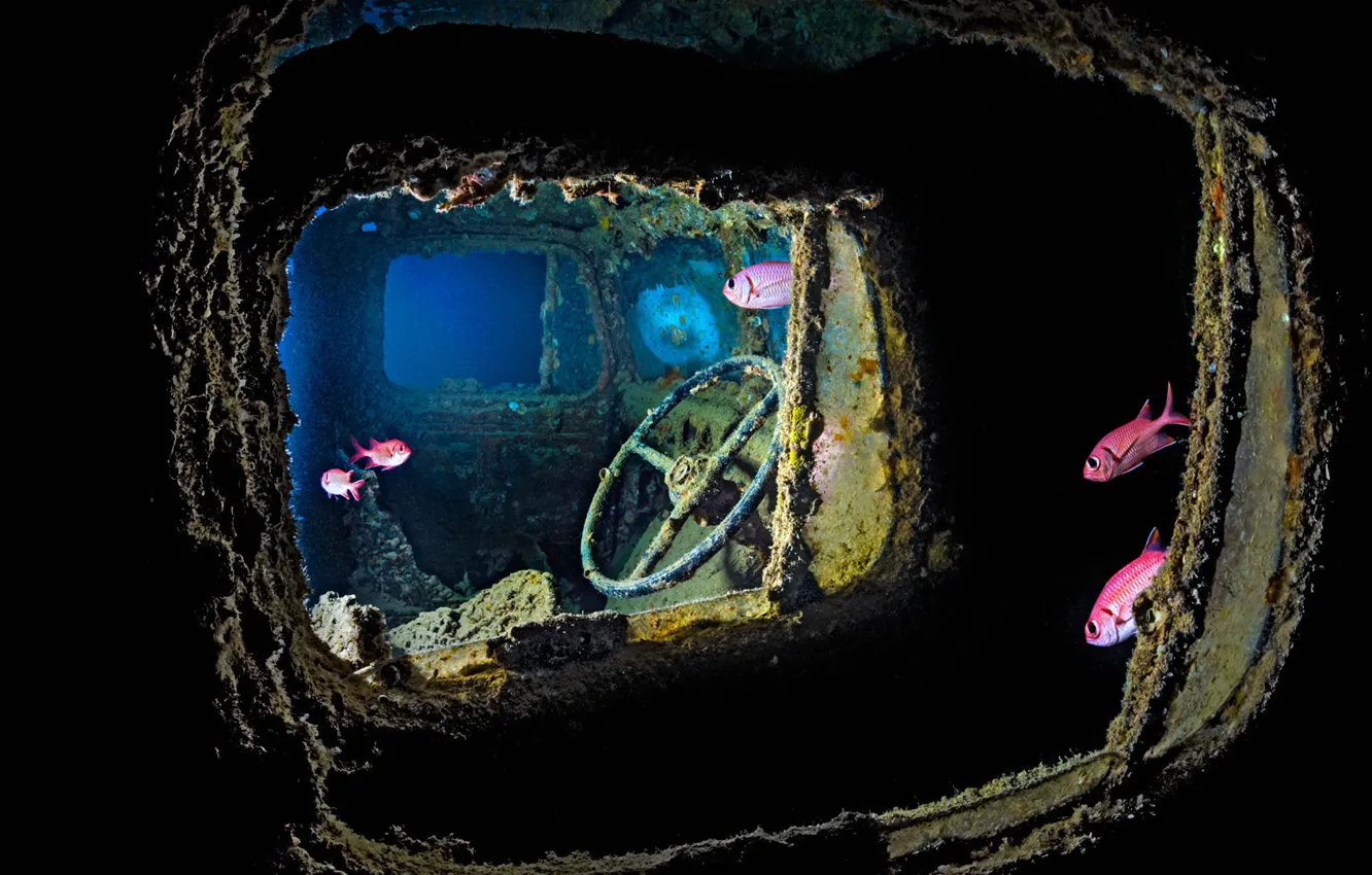 Фото обои рыбы, дайвинг, Красное море, Тистлегорм, затонувший сухогруз