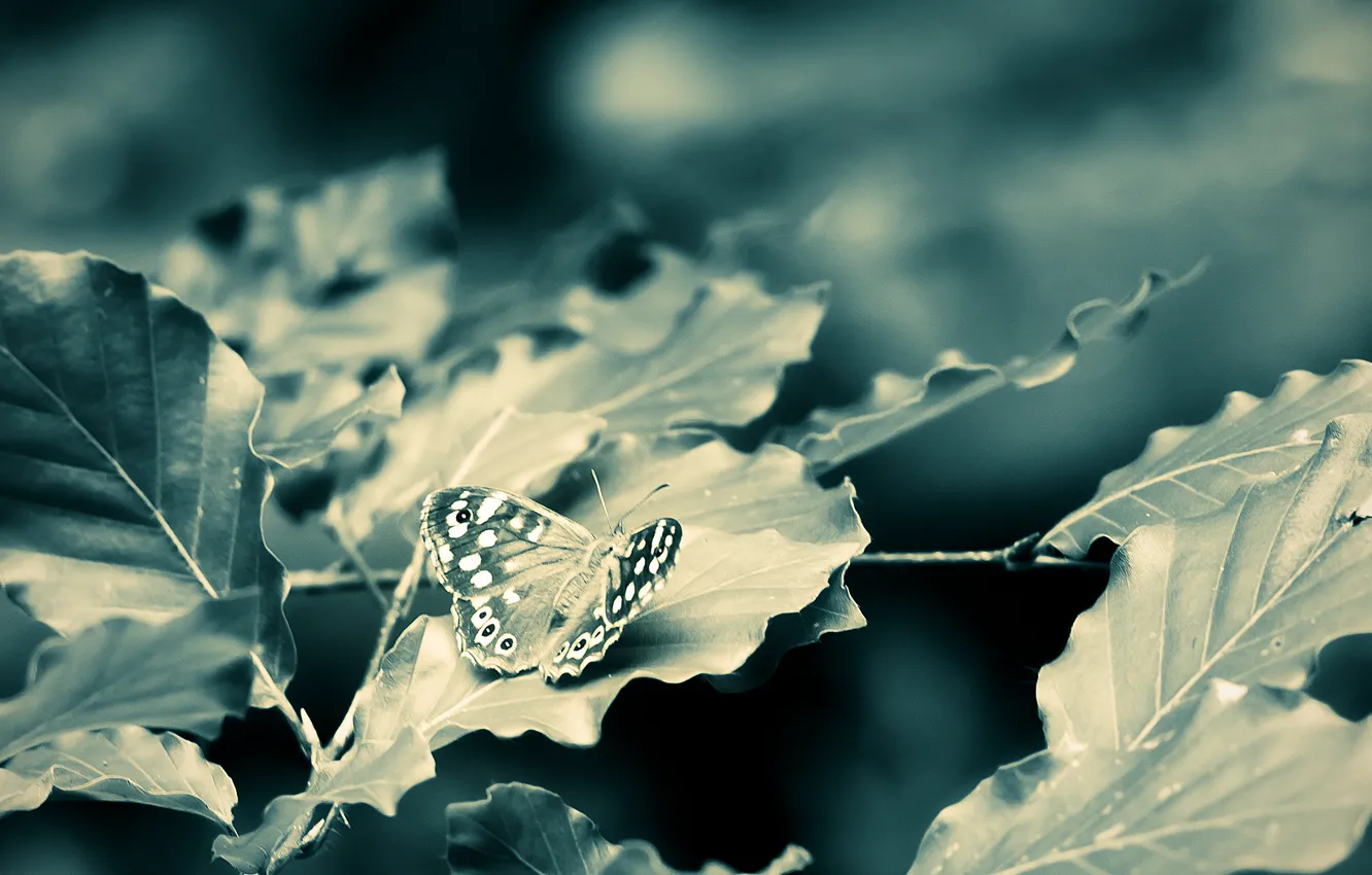 Фото обои листья, макро, ветки, бабочка