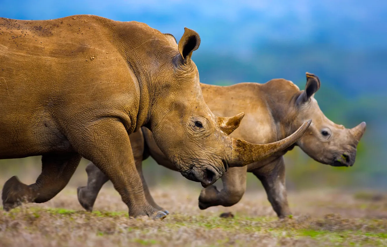 Фото обои семья, Африка, рог, белый носорог